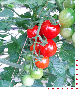 かたやまトマト園の栄養価・糖度の高いフルーツトマト