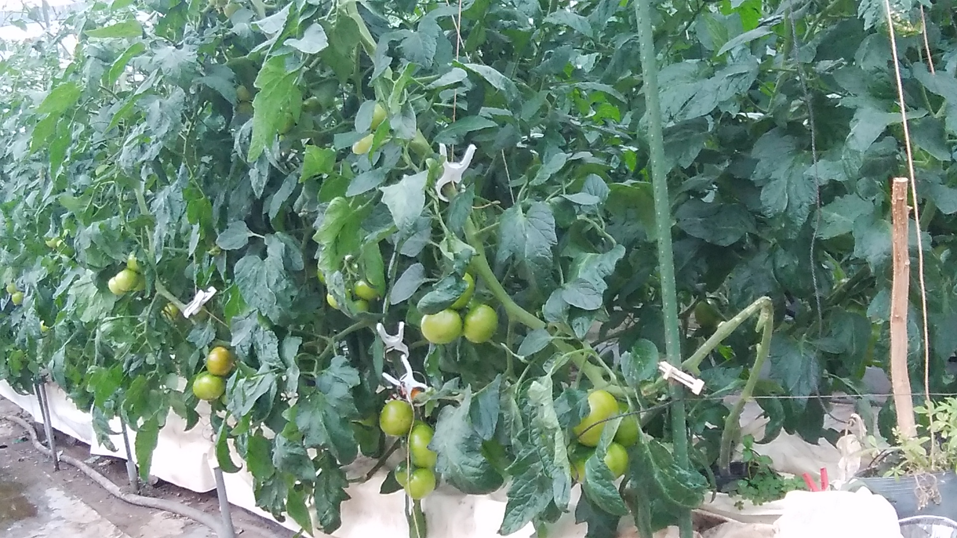 栽培中の高知産贅沢トマトのフルーツトマト