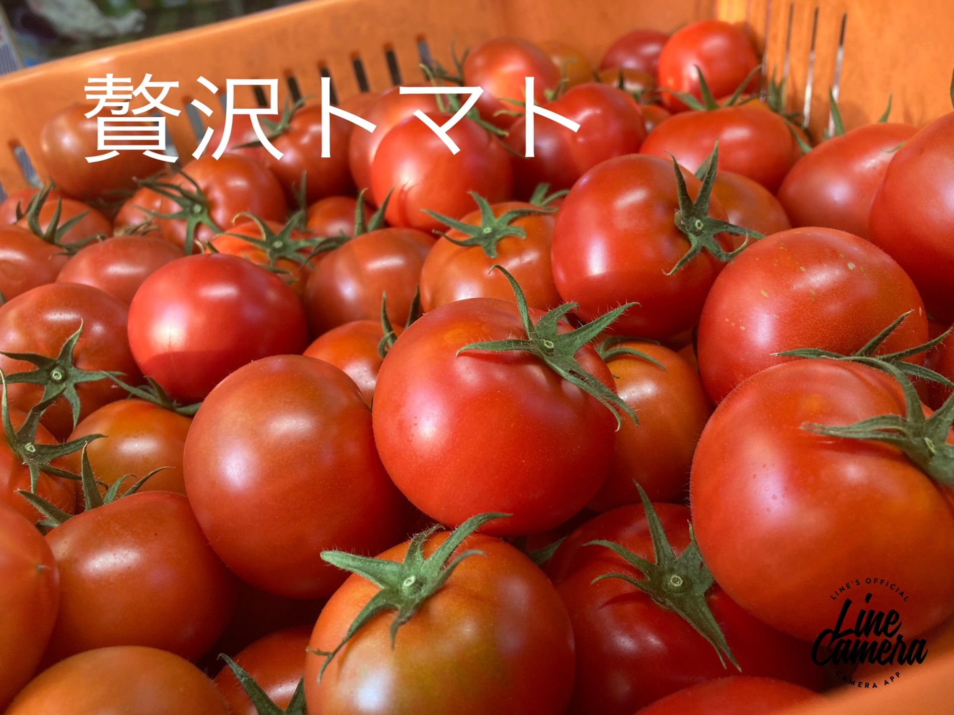 デルモンテ社が最もトマトらしい美味しさにこだわり作られたトマトです。酸味と甘みのバランスが抜群で滑らかな食感とフルーツ感覚の旨みは完成された優れたトマトです。
