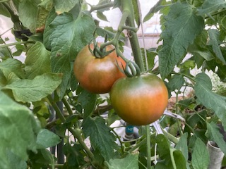 高知の本格的なフルーツトマト
