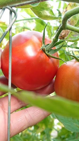完熟した贅沢トマトです。鮮やかなイタリアンカラーになりました。