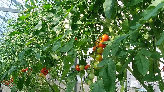 栽培中の贅沢フルーツトマト