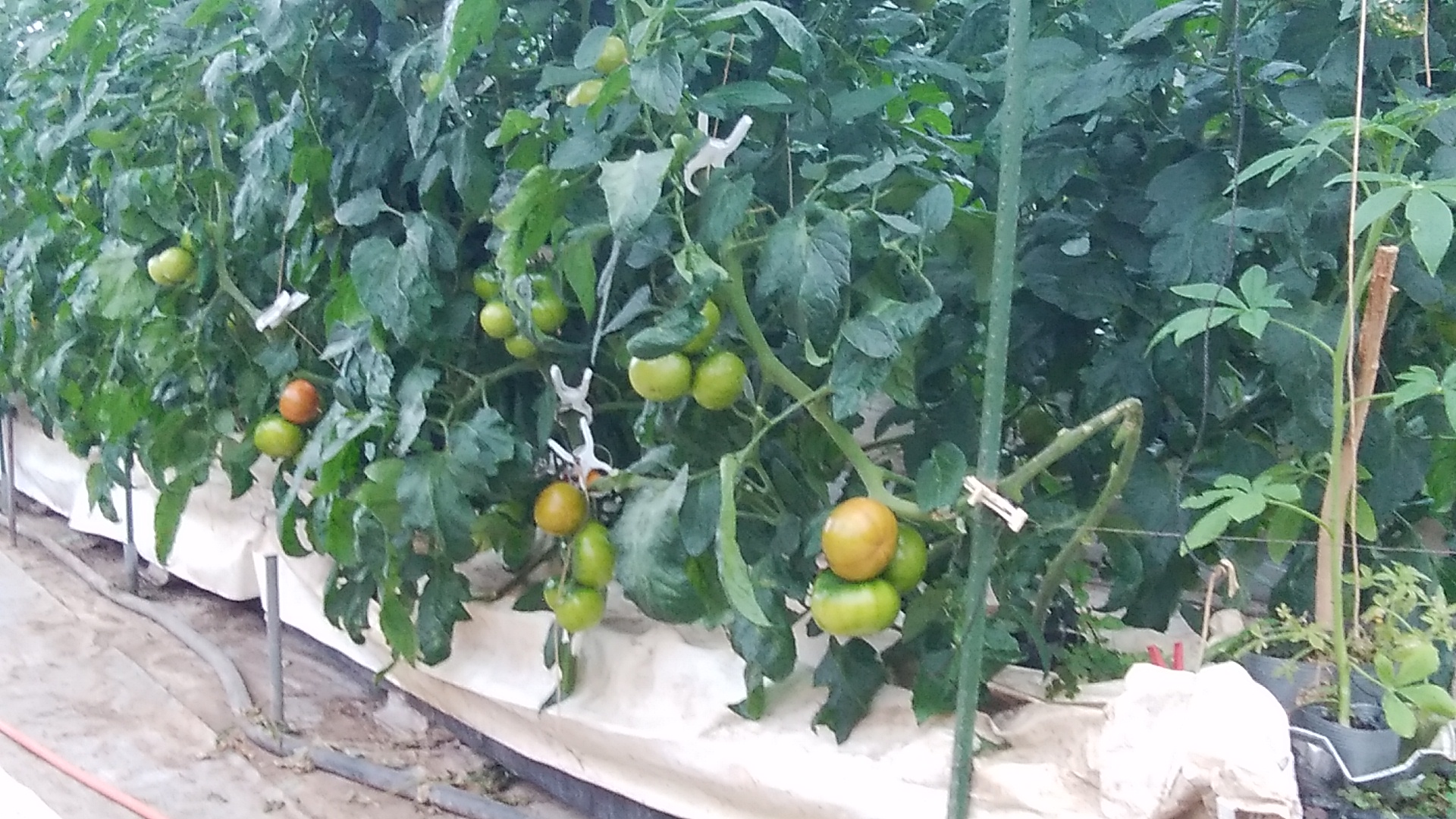 フルーツトマトの栽培
